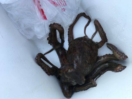 オクトパッシング