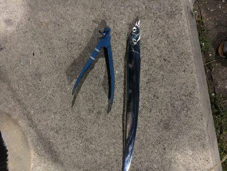 ワインド 釣れました