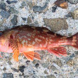 ちょろっとガシリング