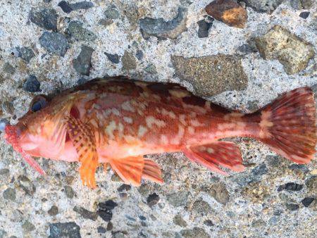 ちょろっとガシリング