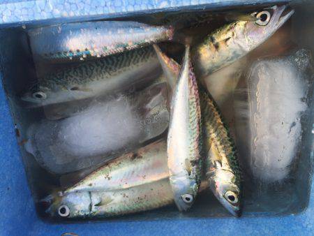 投げサビキにて