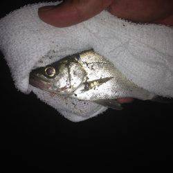 トホホなセイゴ