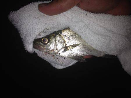 トホホなセイゴ