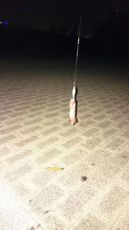 沖漬け作り (笑)