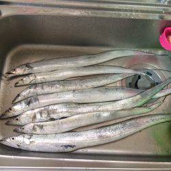 太刀魚のち尺アジ