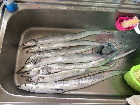 太刀魚のち尺アジ