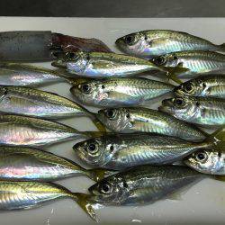 豆アジ、アカイカ