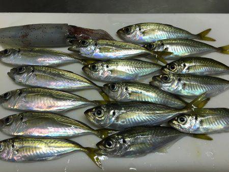 豆アジ、アカイカ