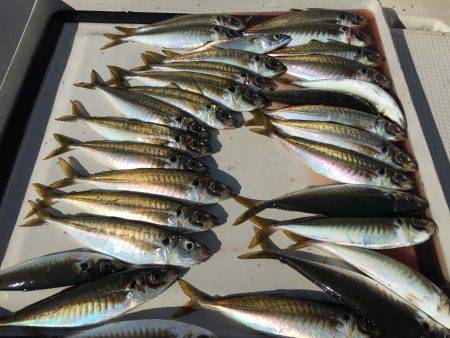 家島沖 丸アジ25〜35㎝