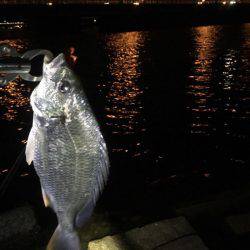 淀川でキビレ。