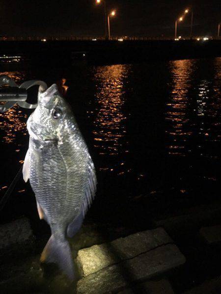 淀川でキビレ。