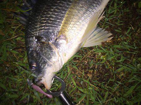 リアクション攻め