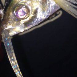 プリプリのアジ♪