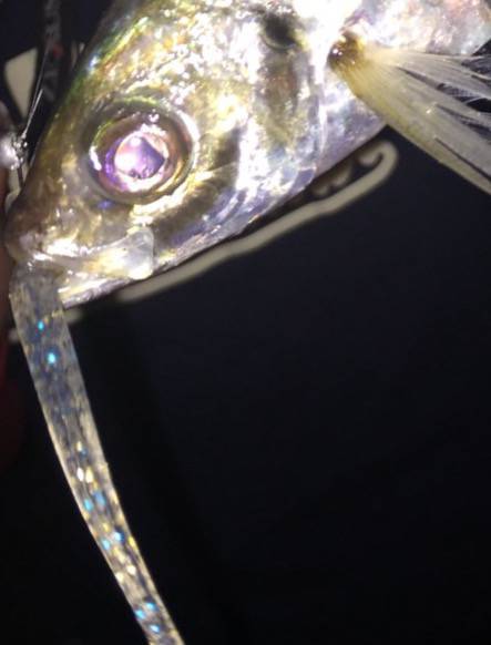 プリプリのアジ♪