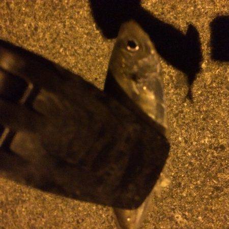 ライトゲームetc