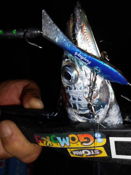 夏太刀魚*\\(^o^)/*