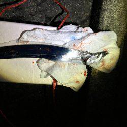 タチウオいない。アジはいる。