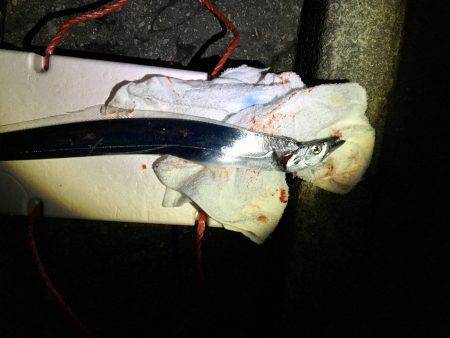 タチウオいない。アジはいる。