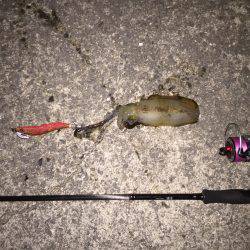 田ノ浦漁港エギング10回目