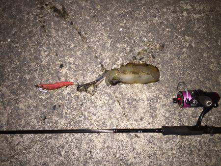 田ノ浦漁港エギング10回目