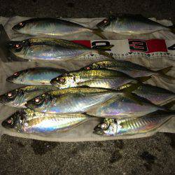 やっぱりアジ釣りは楽しい〜