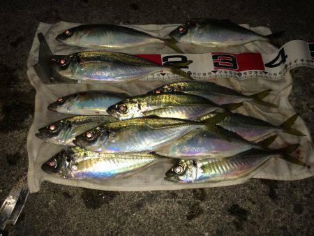 やっぱりアジ釣りは楽しい〜