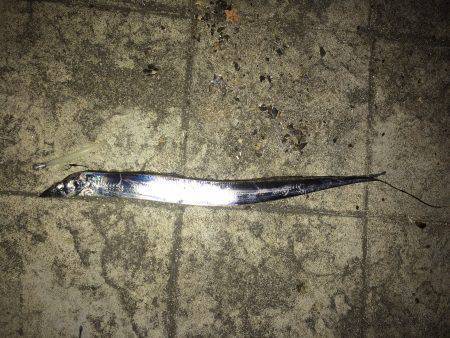 ポーアイ北公園のタチウオ