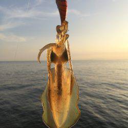 アオリの新子のサイズ調査