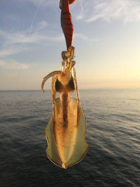 アオリの新子のサイズ調査