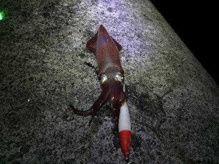 山の日なのに、海に行く！ケンサキはイカに……