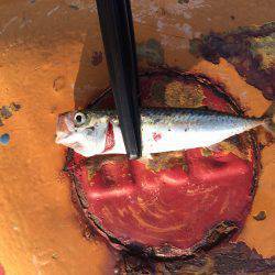 小サバが多い。