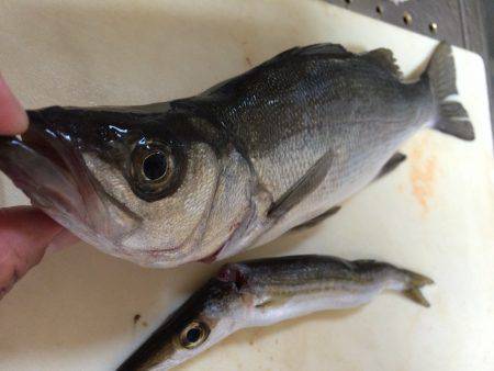 アタリはあったものの。。。