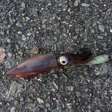 サバイバル生活