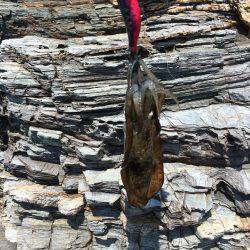 アオリイカ 成長