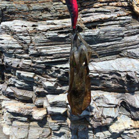 アオリイカ 成長