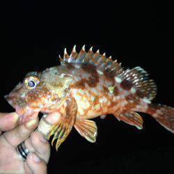 ハギングさいこー！