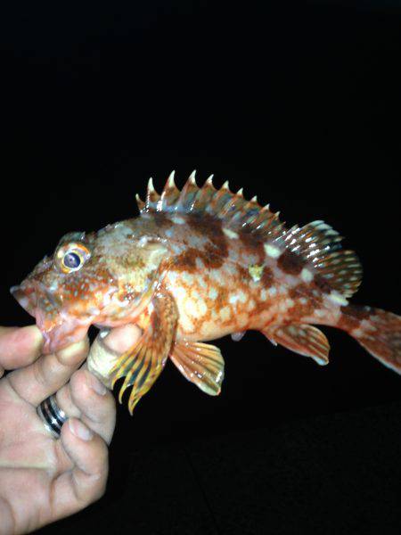 ハギングさいこー！