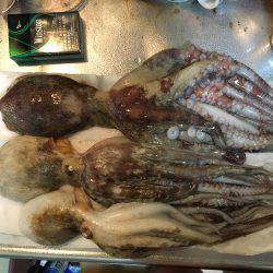 エギかテンヤか。