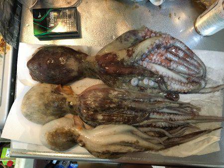 エギかテンヤか。