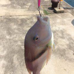 ナブラはあったけども