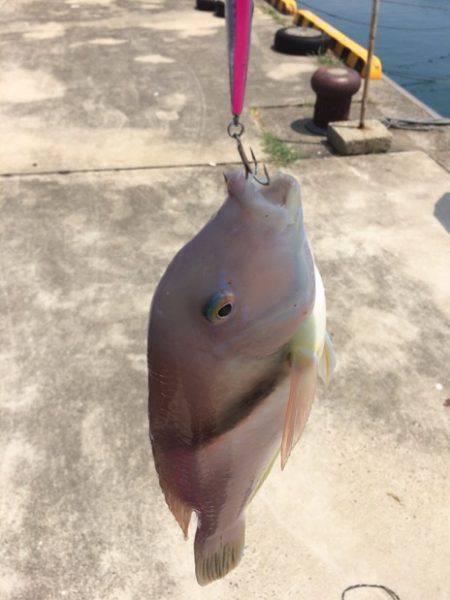 ナブラはあったけども