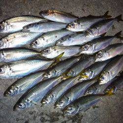 豆アジにイカ♪