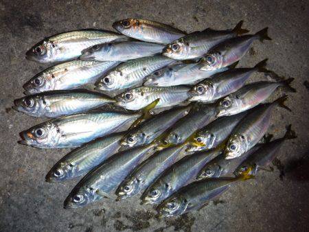 豆アジにイカ♪