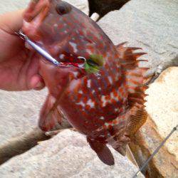 アコウが釣れると聞きつけて…