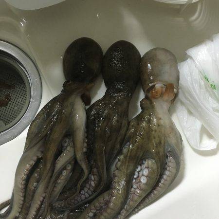 和歌山マリーナシティ海釣り公園