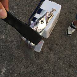 夕方サーベリング