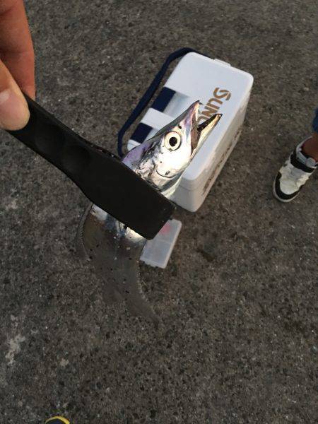 夕方サーベリング