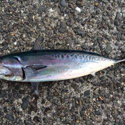 お久しぶりショアジギング