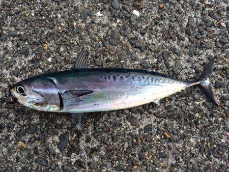 お久しぶりショアジギング