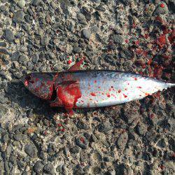 またソウダガツオ狩り